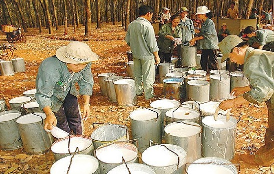 Thị phần cao su Việt Nam đang bị thu hẹp tại Hàn Quốc